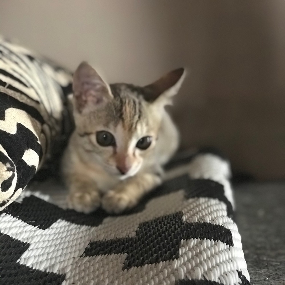 Meet your Posher, Stacy